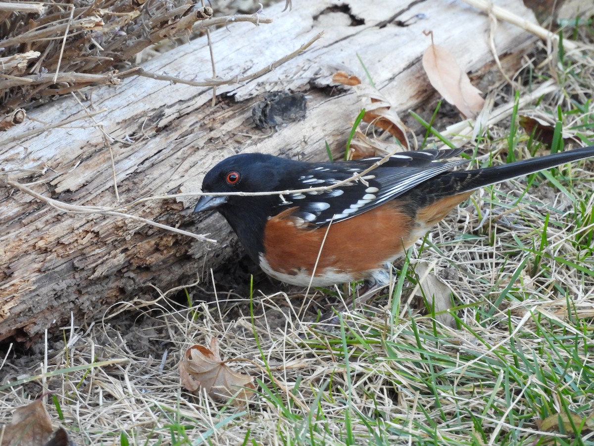 Tohi tacheté - ML647000519