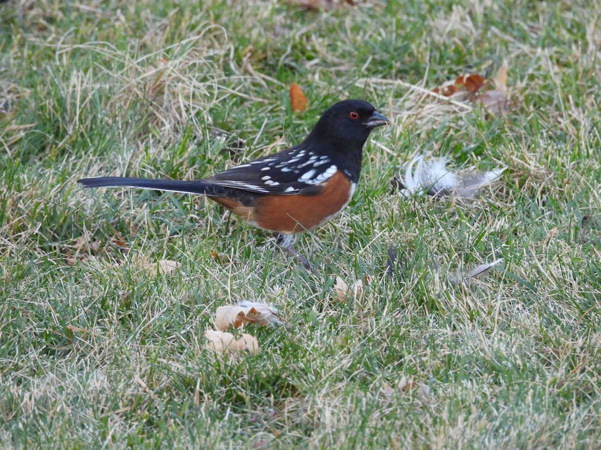 Tohi tacheté - ML647000520