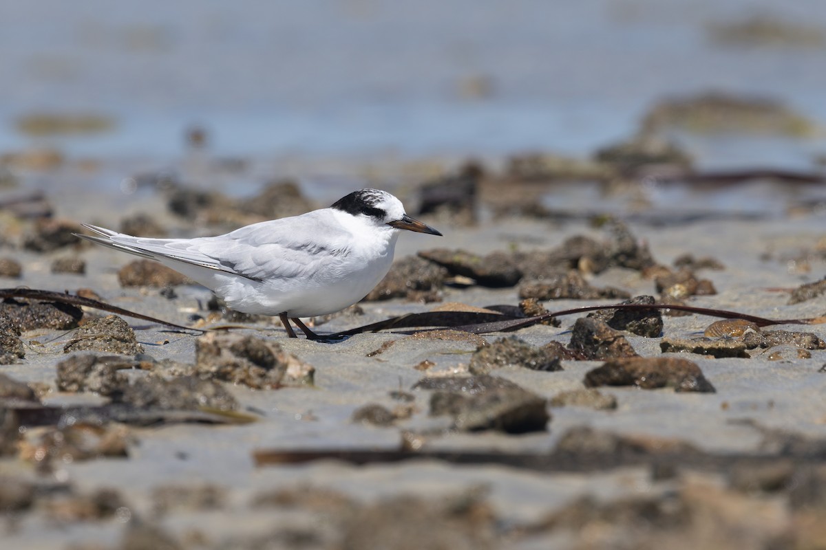 Australian Fairy Tern - ML647000525