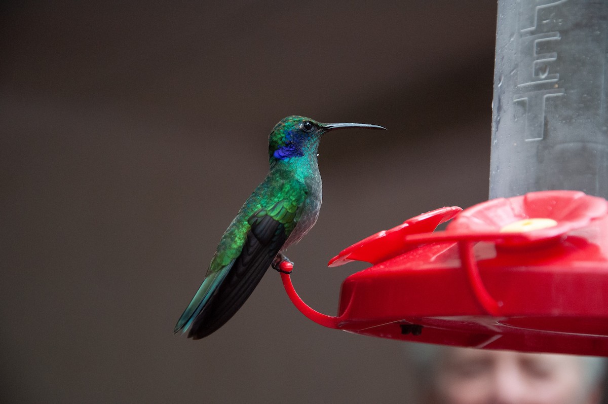eBird Checklist - 18 Feb 2014 - Monteverde--Hummingbird Gallery - 7 species