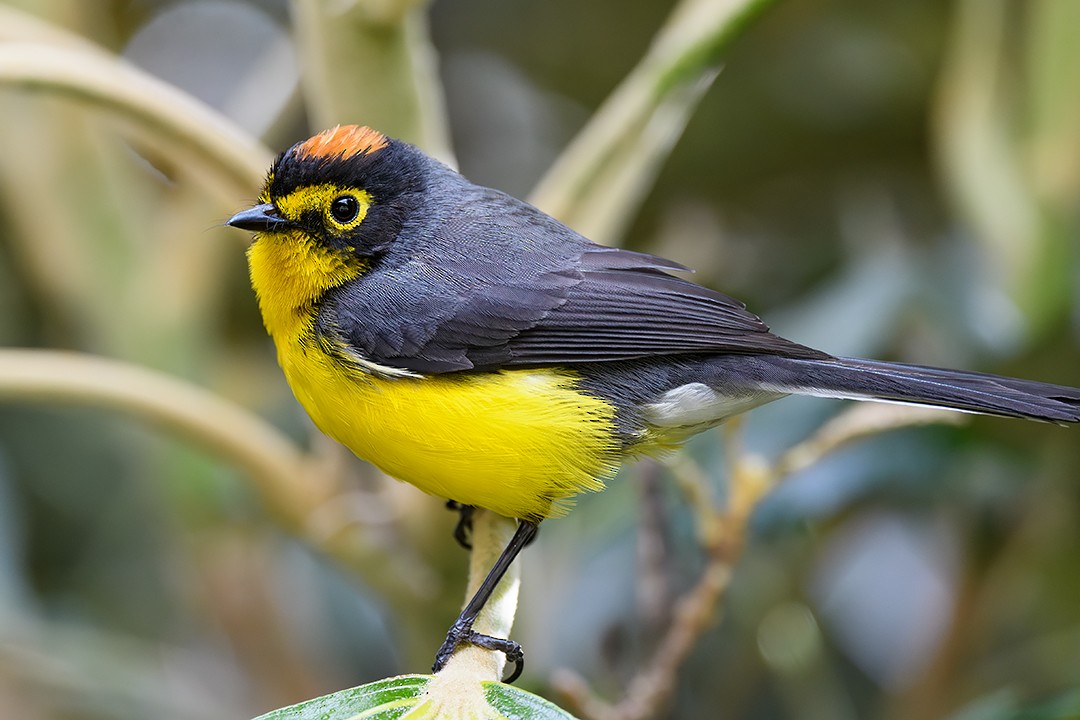 Brillenwaldsänger - ML647000538