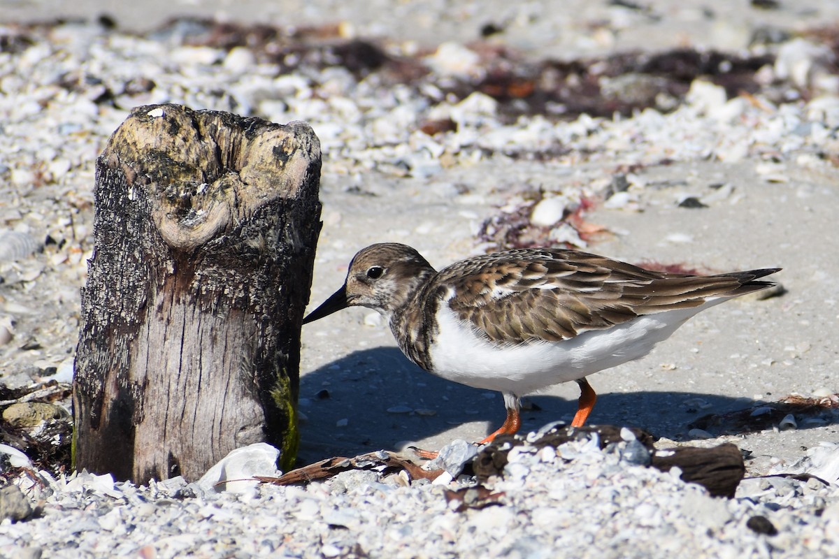 Ruddy Turnstone - ML647000544