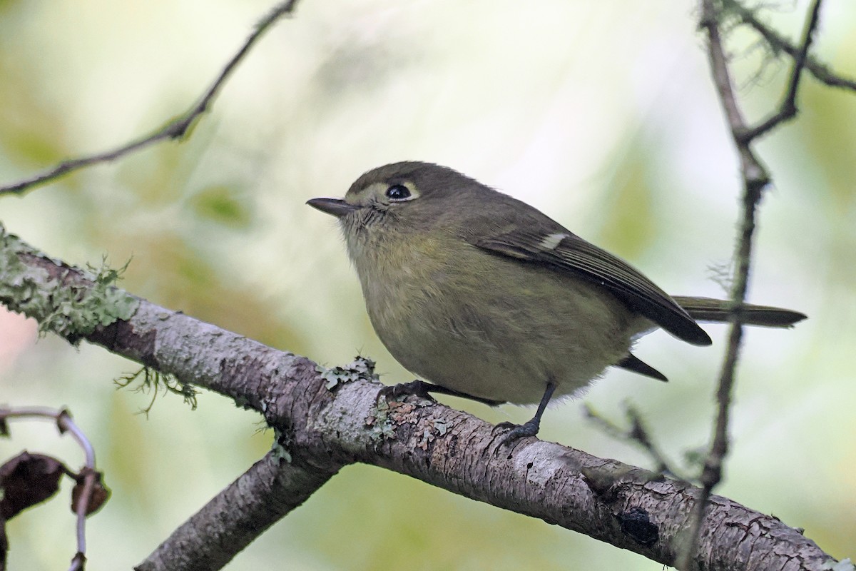 Короткоклювый виреон - ML647000545