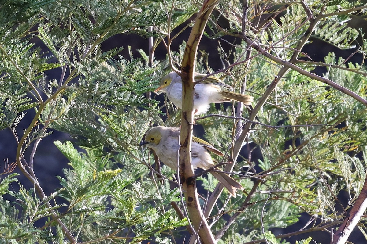 Серо-жёлтый медосос - ML647000547