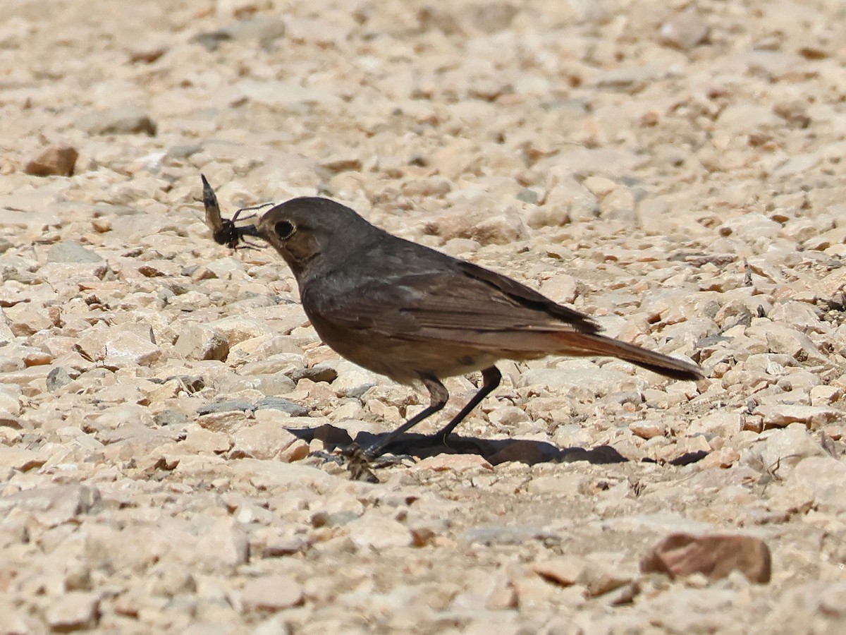 赭紅尾鴝 - ML647000548