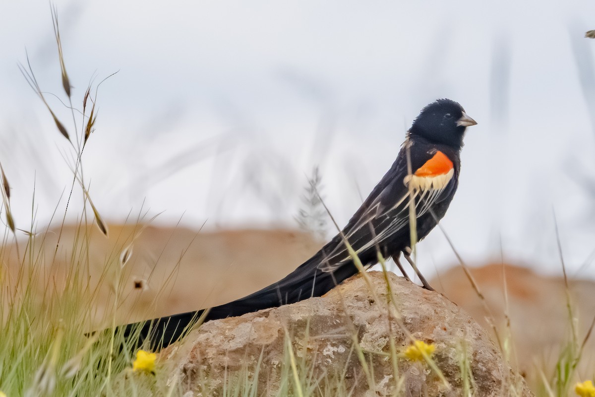 Long-tailed Widowbird - ML647000550