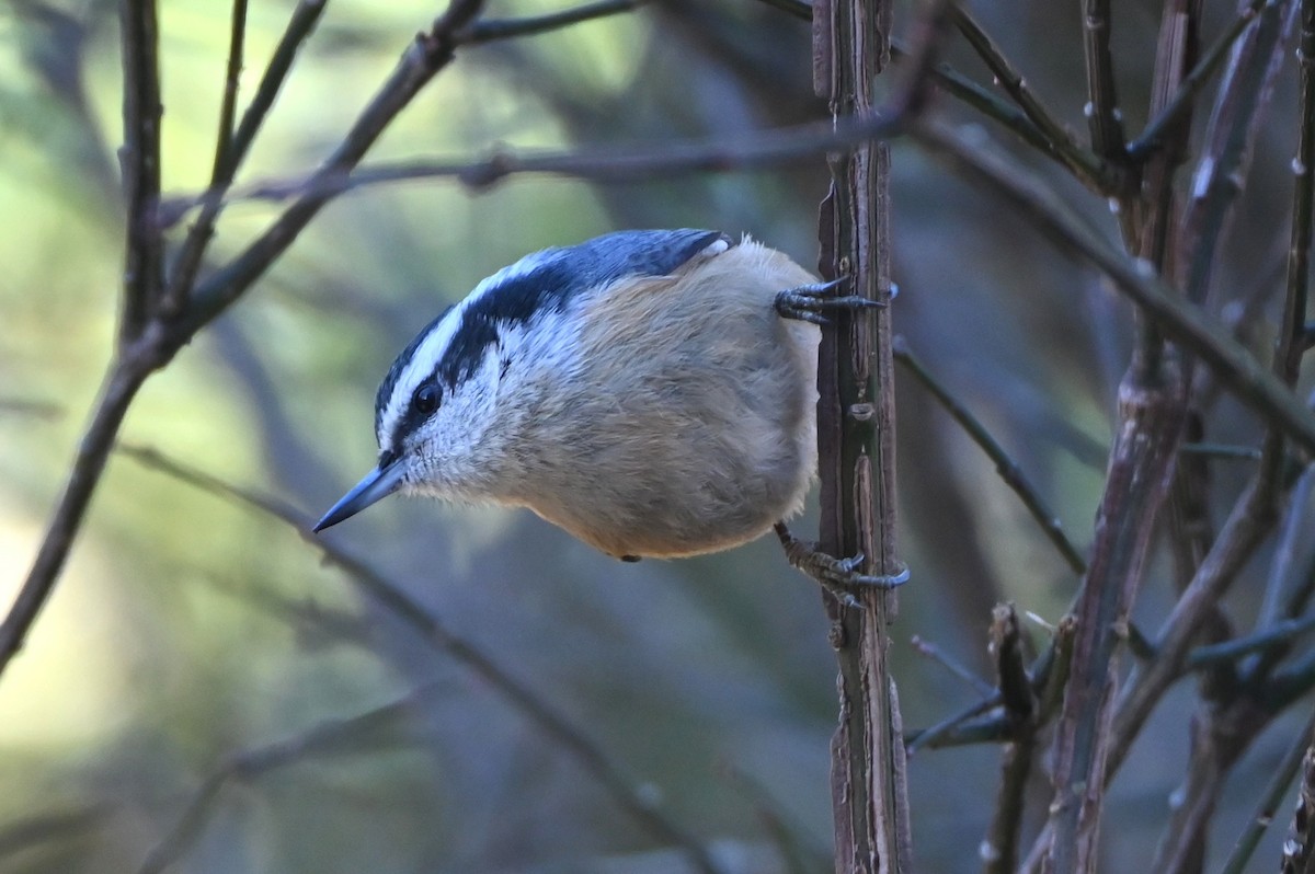 ムネアカゴジュウカラ - ML647000551