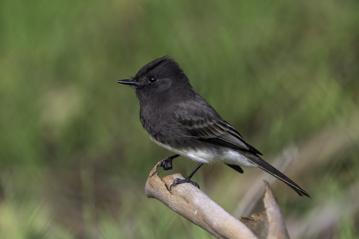 Black Phoebe - ML647000552