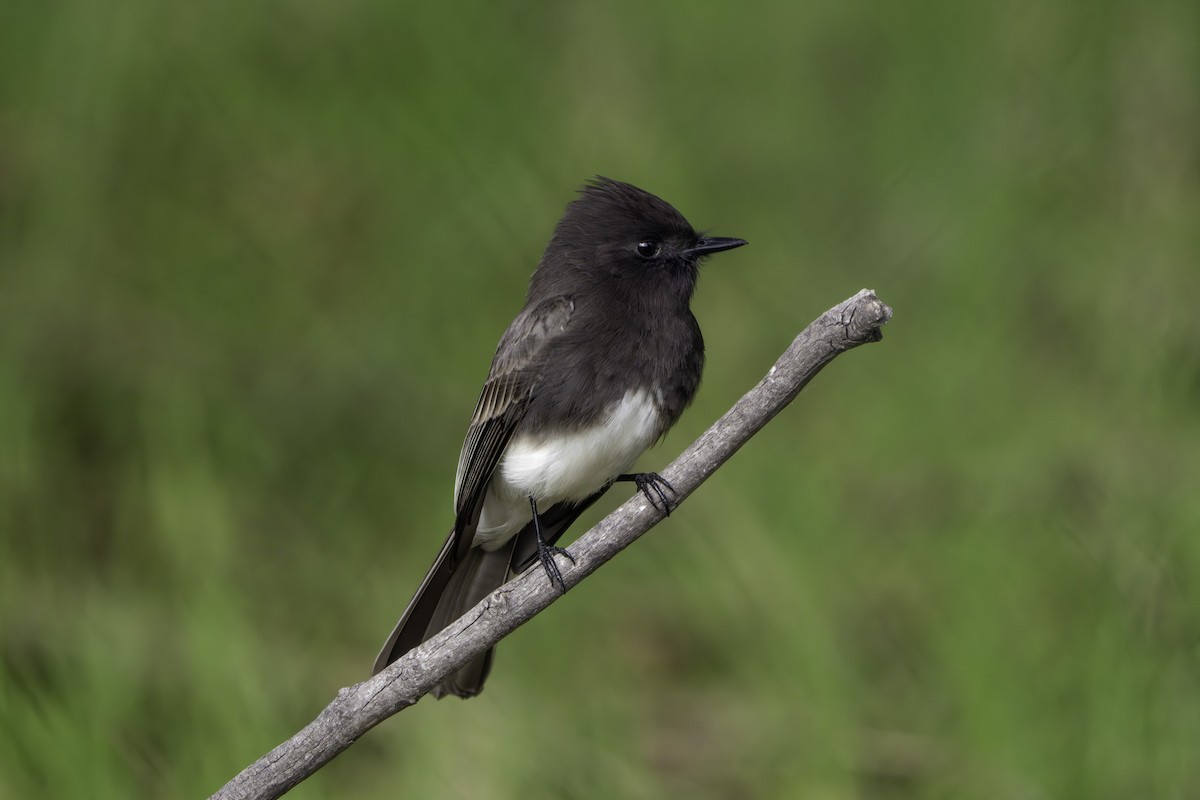 Black Phoebe - ML647000553