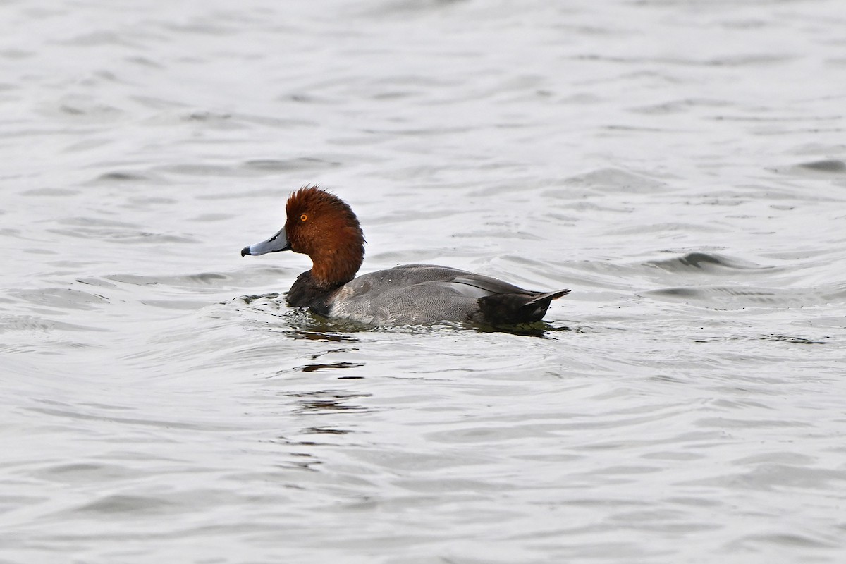 Redhead - ML647000554