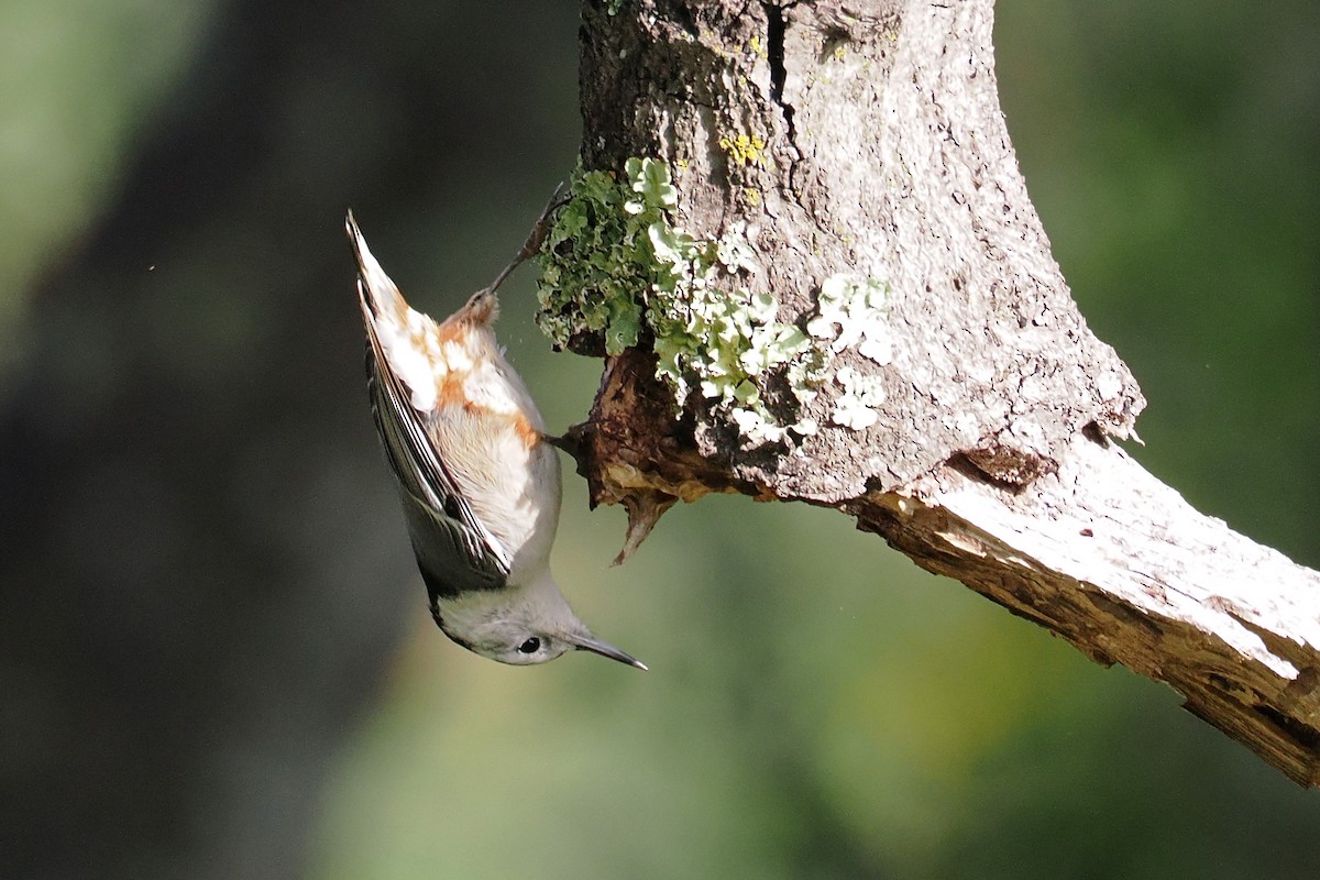 Sittelle à poitrine blanche - ML647000557