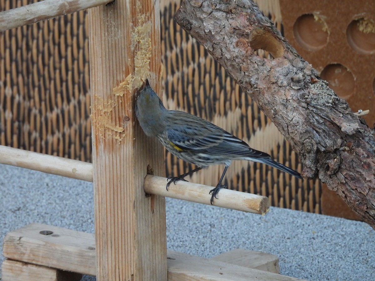 Paruline à croupion jaune - ML647000559