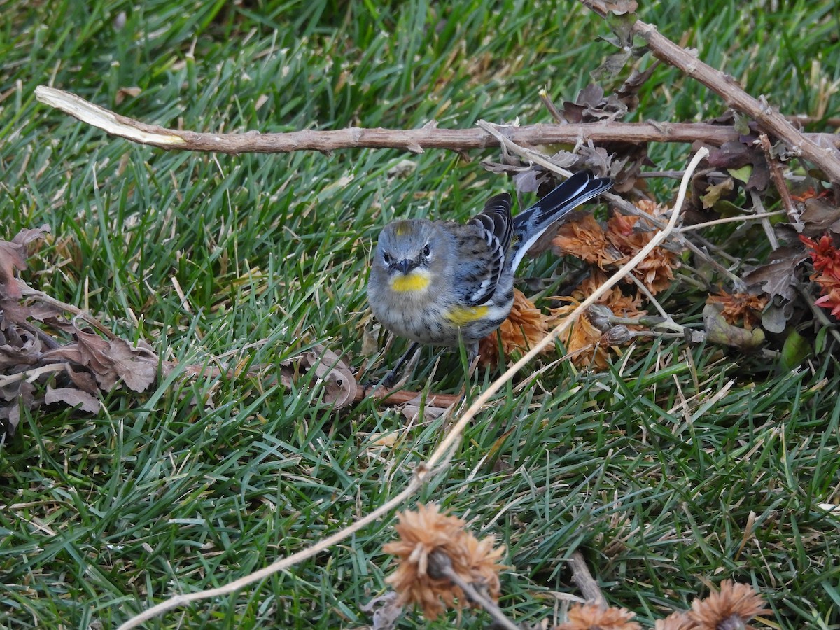 Paruline à croupion jaune - ML647000560