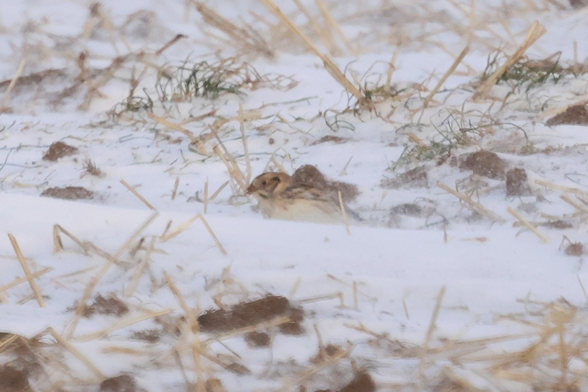 Lapland Longspur - ML647000562