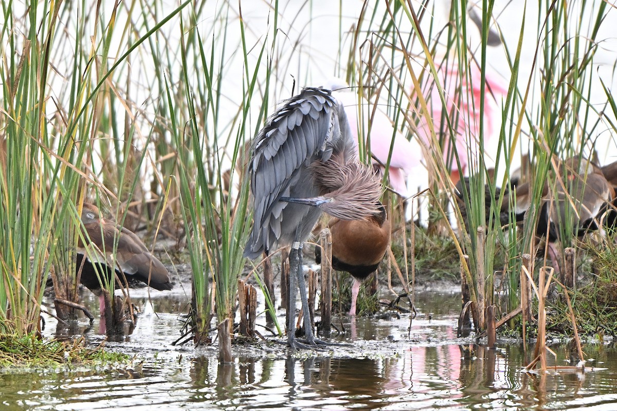 Reddish Egret - ML647000563