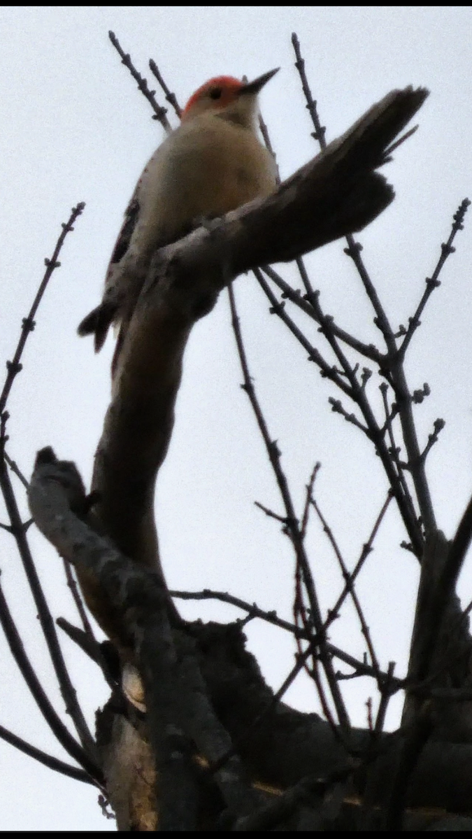 Red-bellied Woodpecker - ML647000564