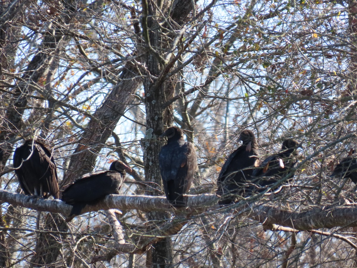 Чёрная катарта - ML647000565