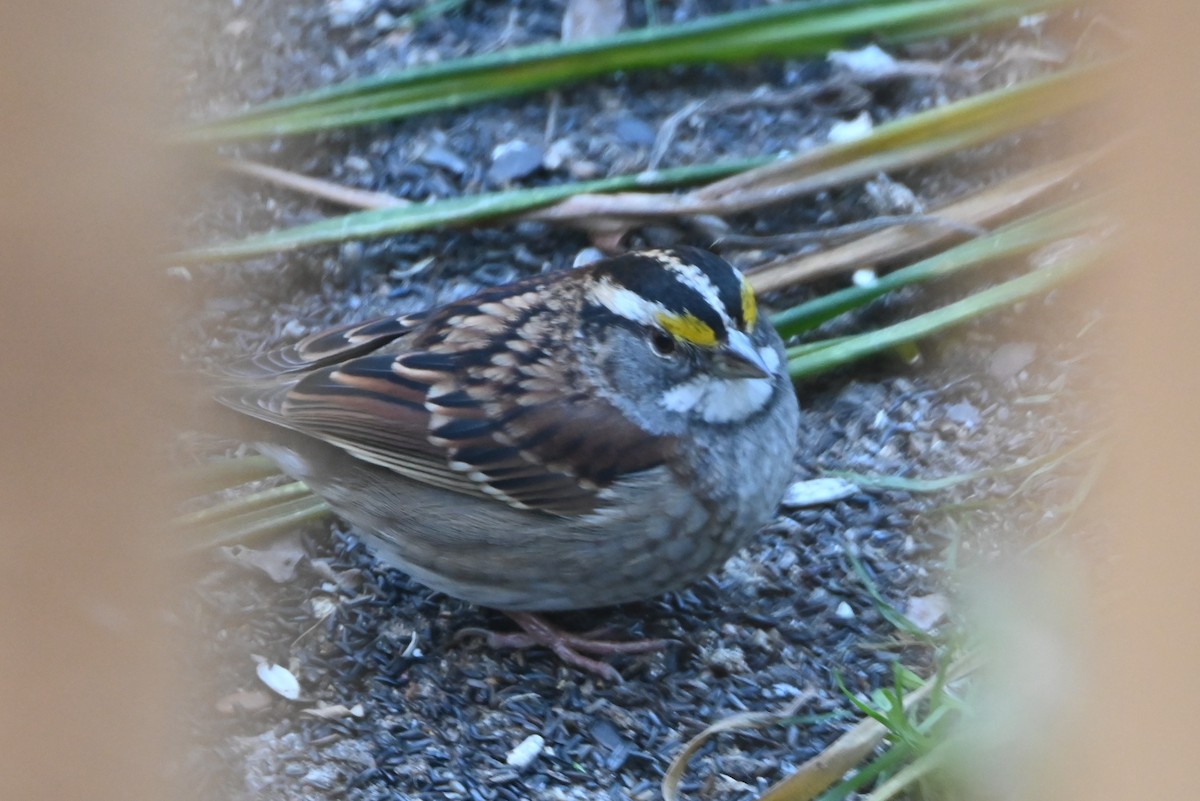 ノドジロシトド - ML647000573