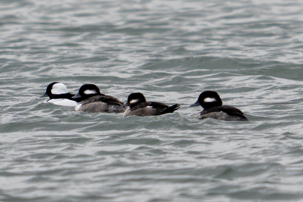 Ak Yanaklı Ördek - ML647000578