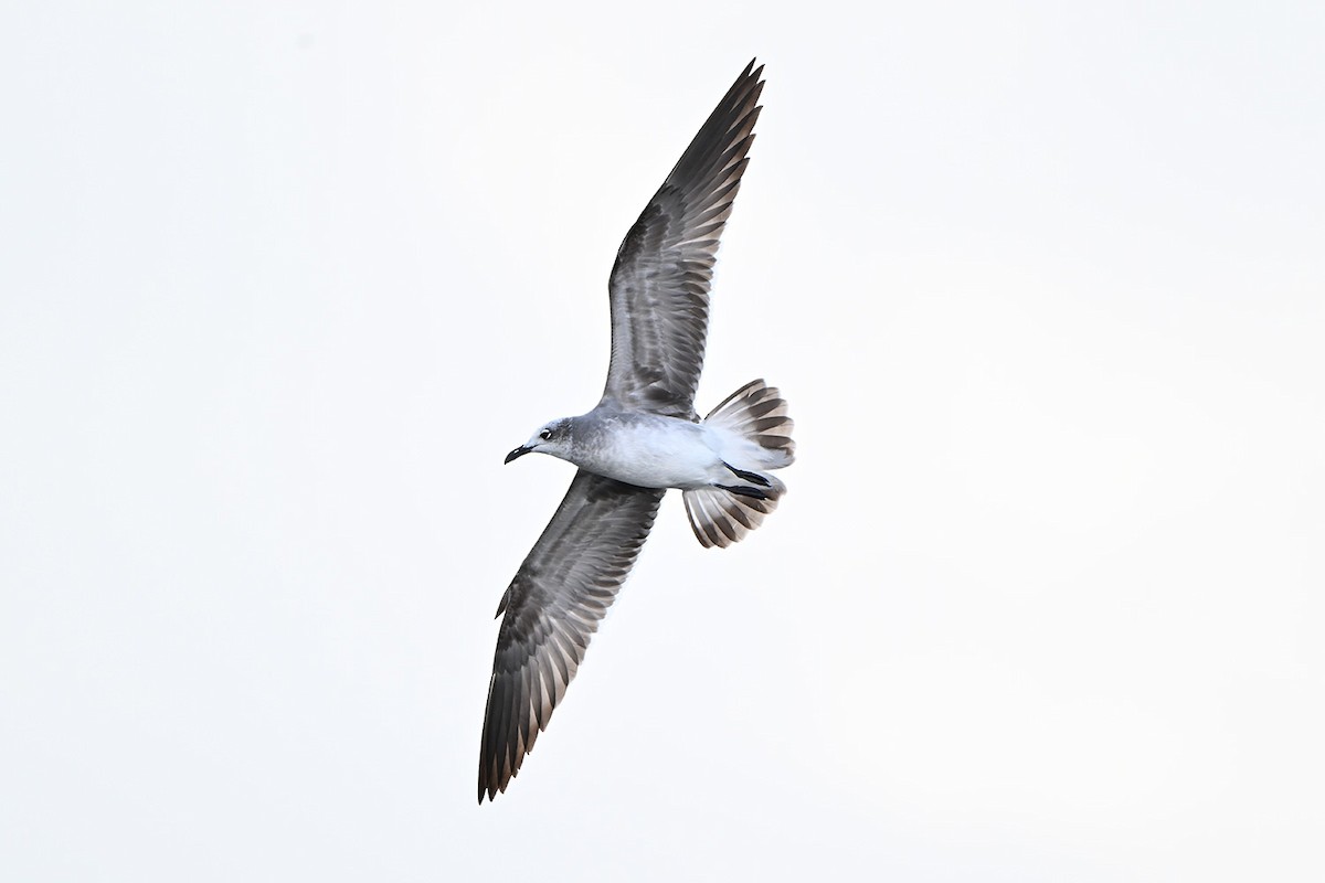 Ацтекская чайка - ML647000583