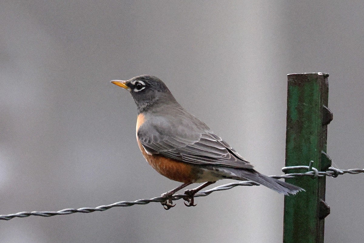 American Robin - ML647000584