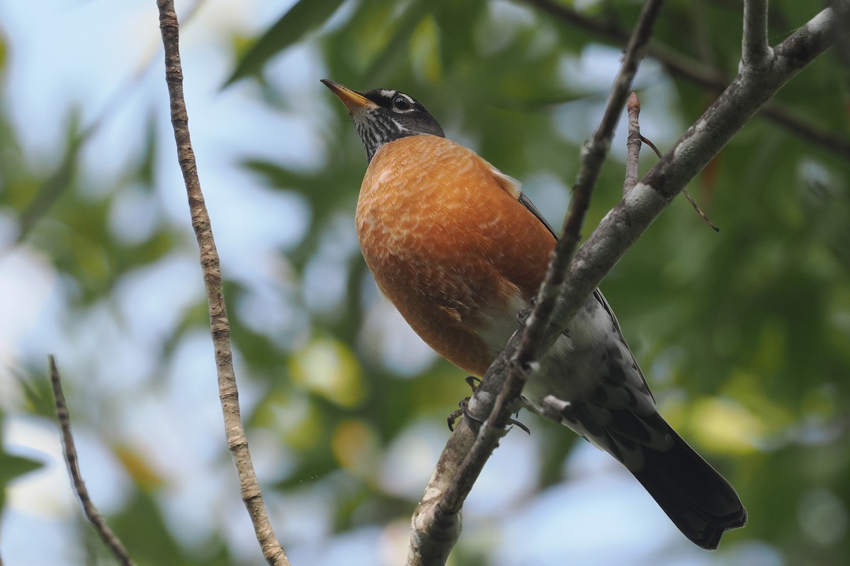 American Robin - ML647000585