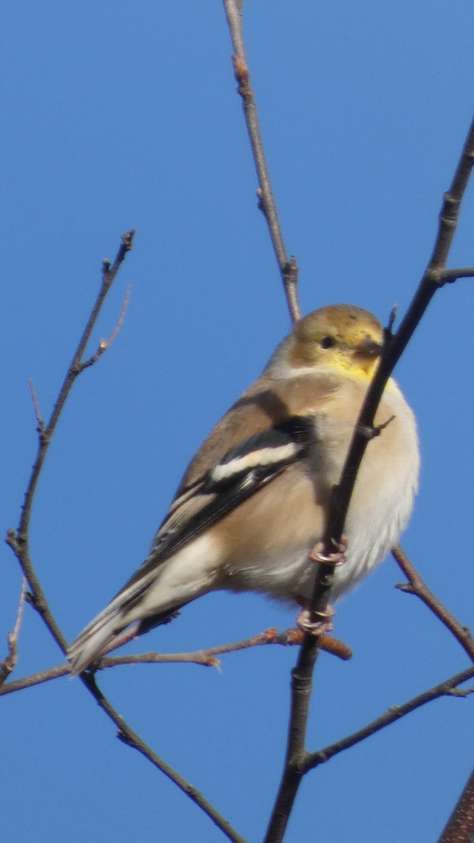 American Goldfinch - ML647000586