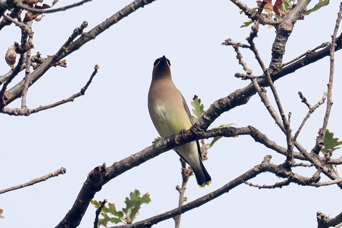 ヒメレンジャク - ML647000589