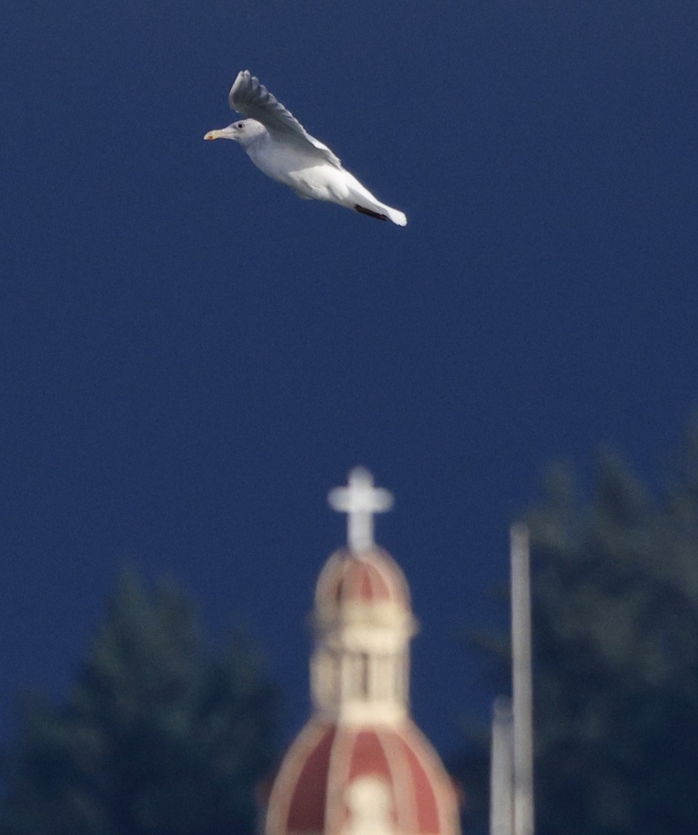 Glaucous-winged Gull - ML647000590