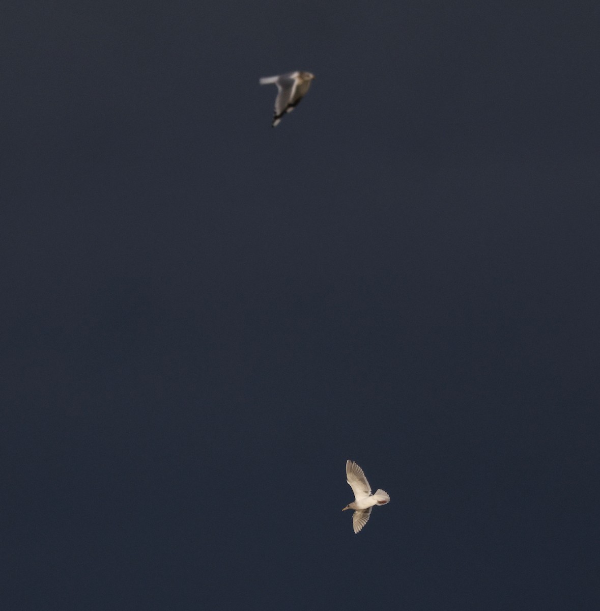 Glaucous-winged Gull - ML647000593