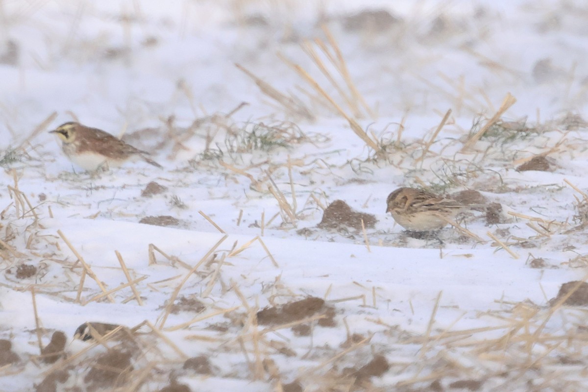 Lapland Longspur - ML647000594