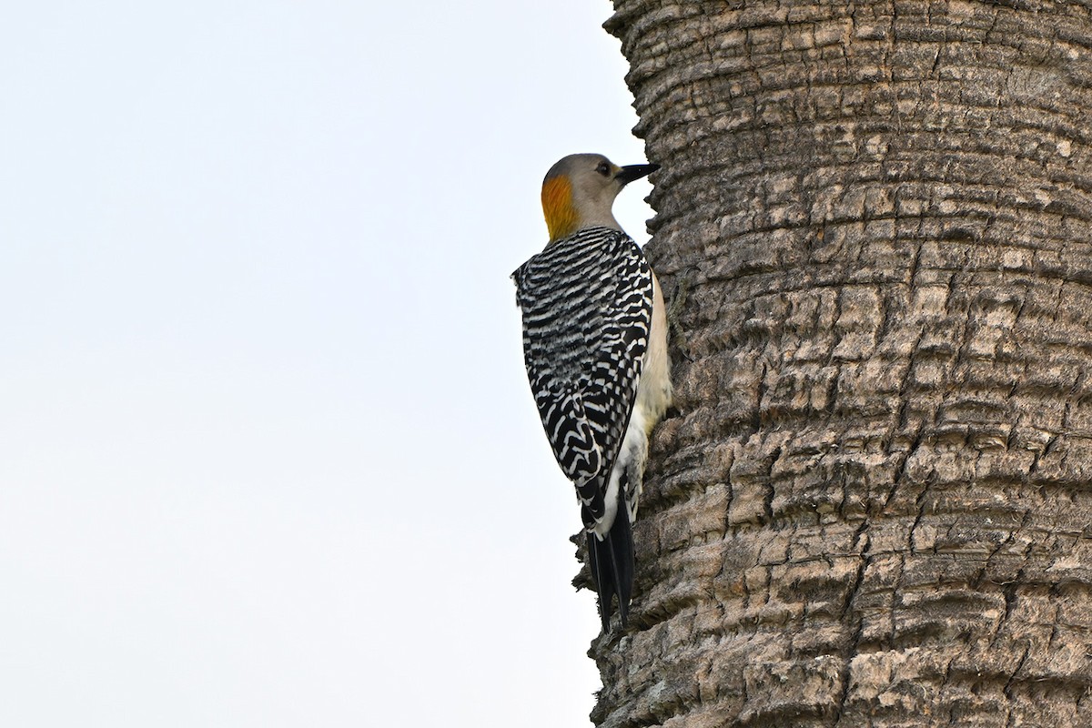 Златолобый дятел - ML647000595