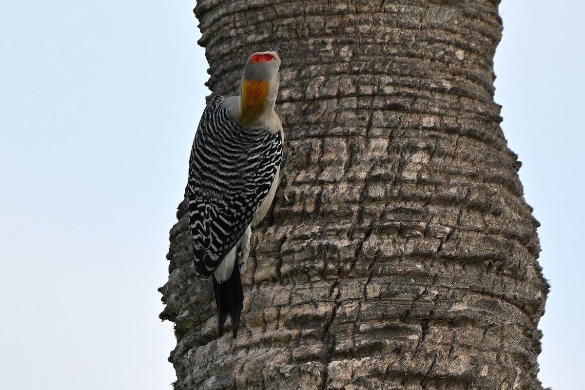 Златолобый дятел - ML647000596