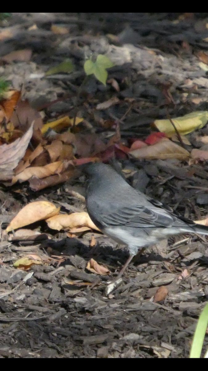יונקו כהה-עין - ML647000603
