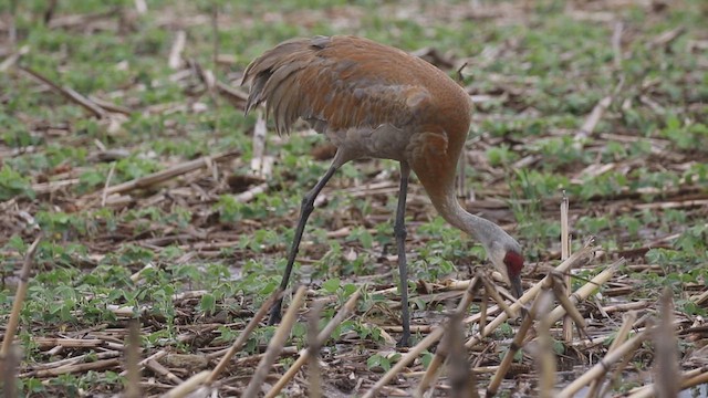 Kanadakranich - ML647000605