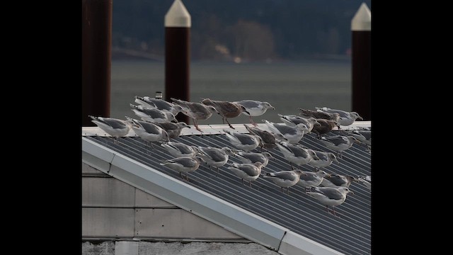 Мартиновий sp. - ML647000608