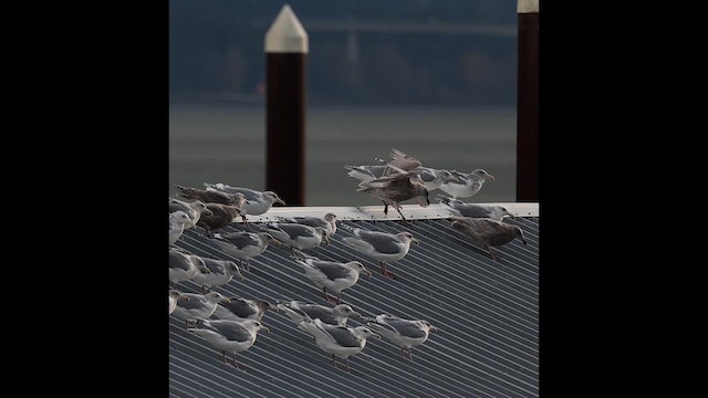 Мартиновий sp. - ML647000609