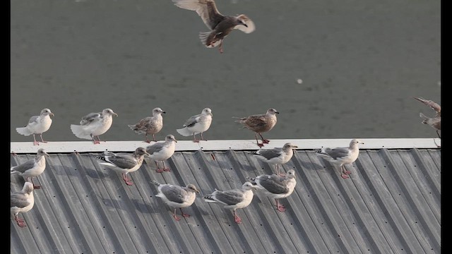 Мартиновий sp. - ML647000610