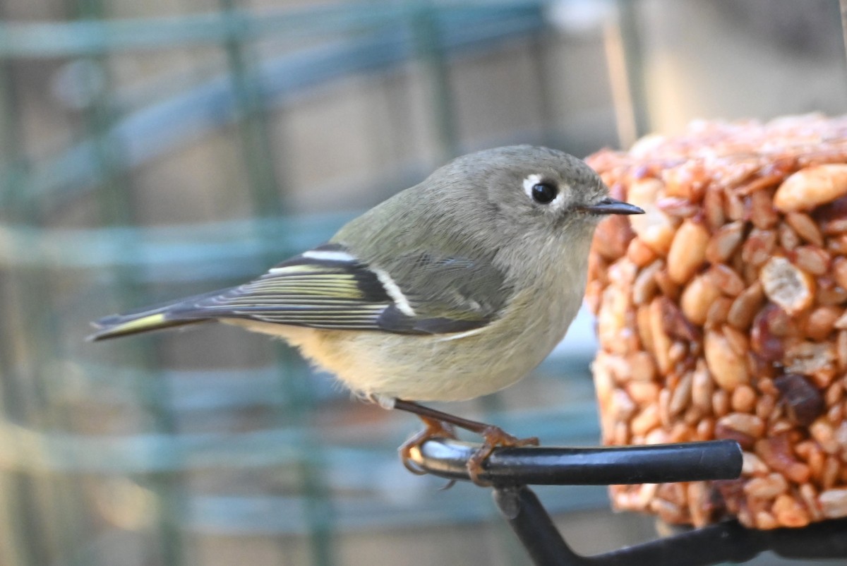 ルビーキクイタダキ - ML647000622