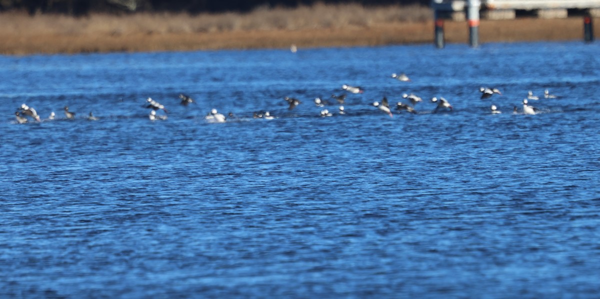 Porrón Albeola - ML647000625