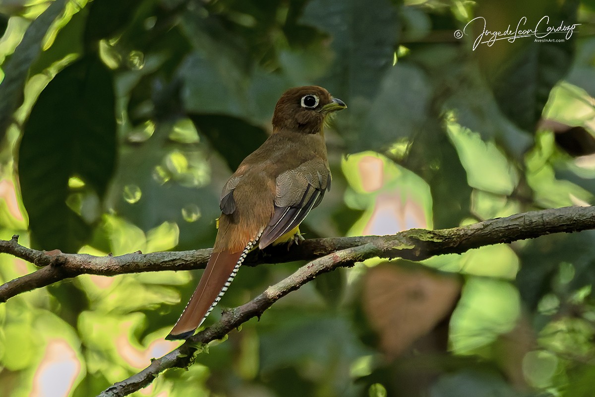 Amazonian Black-throated Trogon - ML647000626