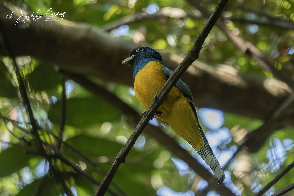 Amazonian Black-throated Trogon - ML647000627