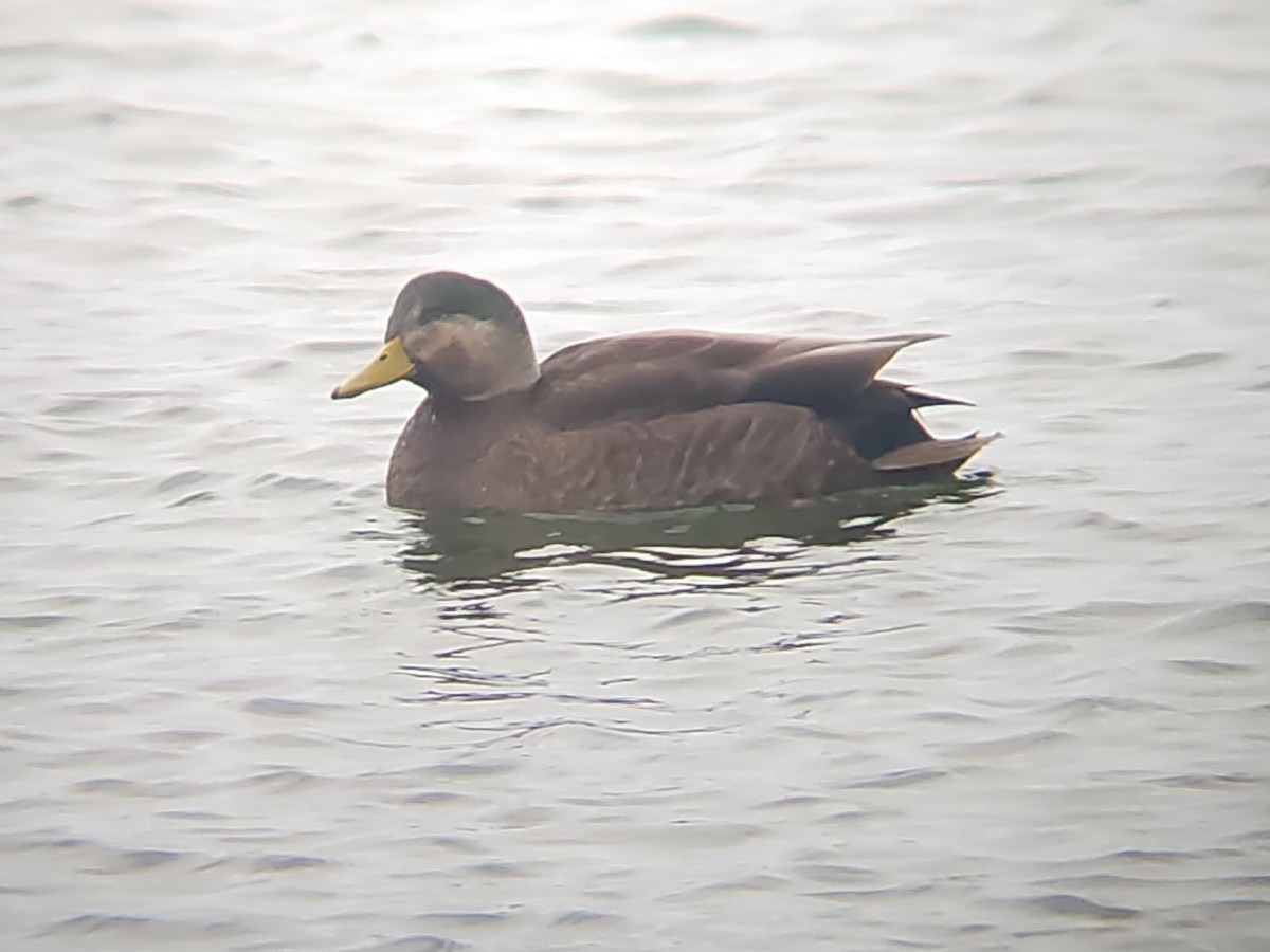 Mallard x American Black Duck (hybrid) - ML647000640