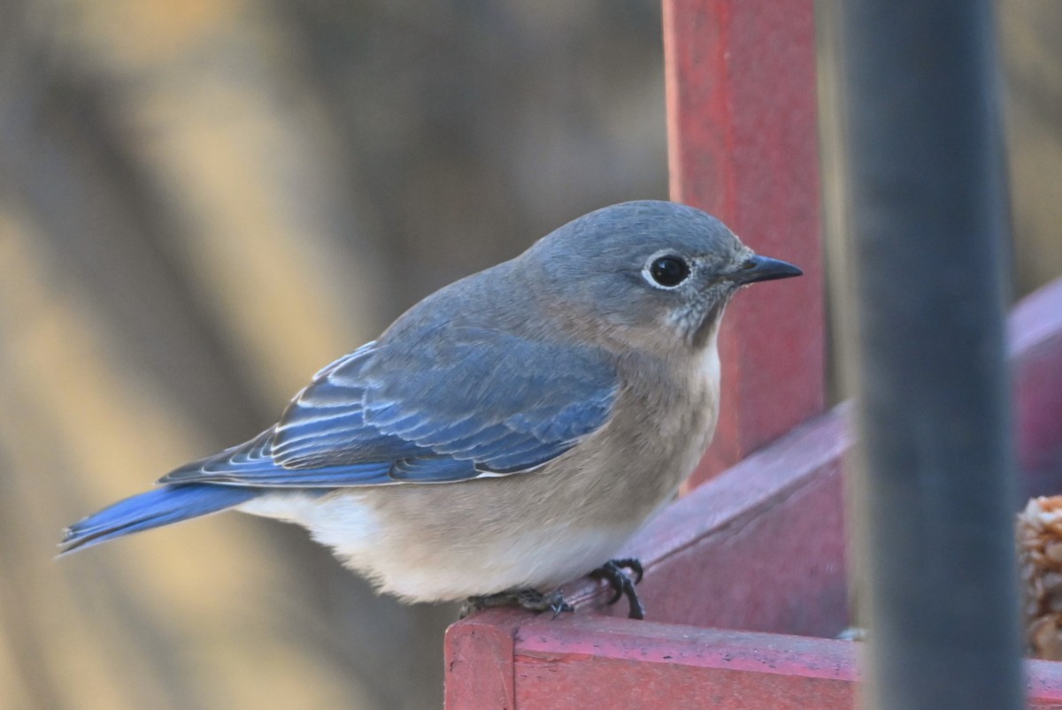 ルリツグミ - ML647000646