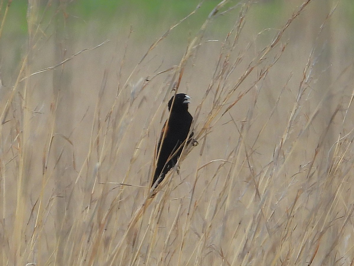 Вайдаг червоноплечий - ML647000649