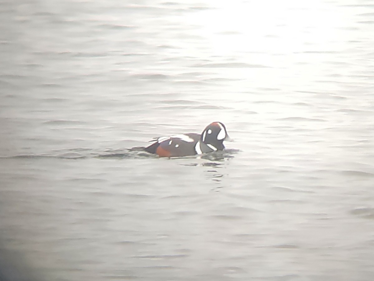 Ahate arlekina - ML647000651