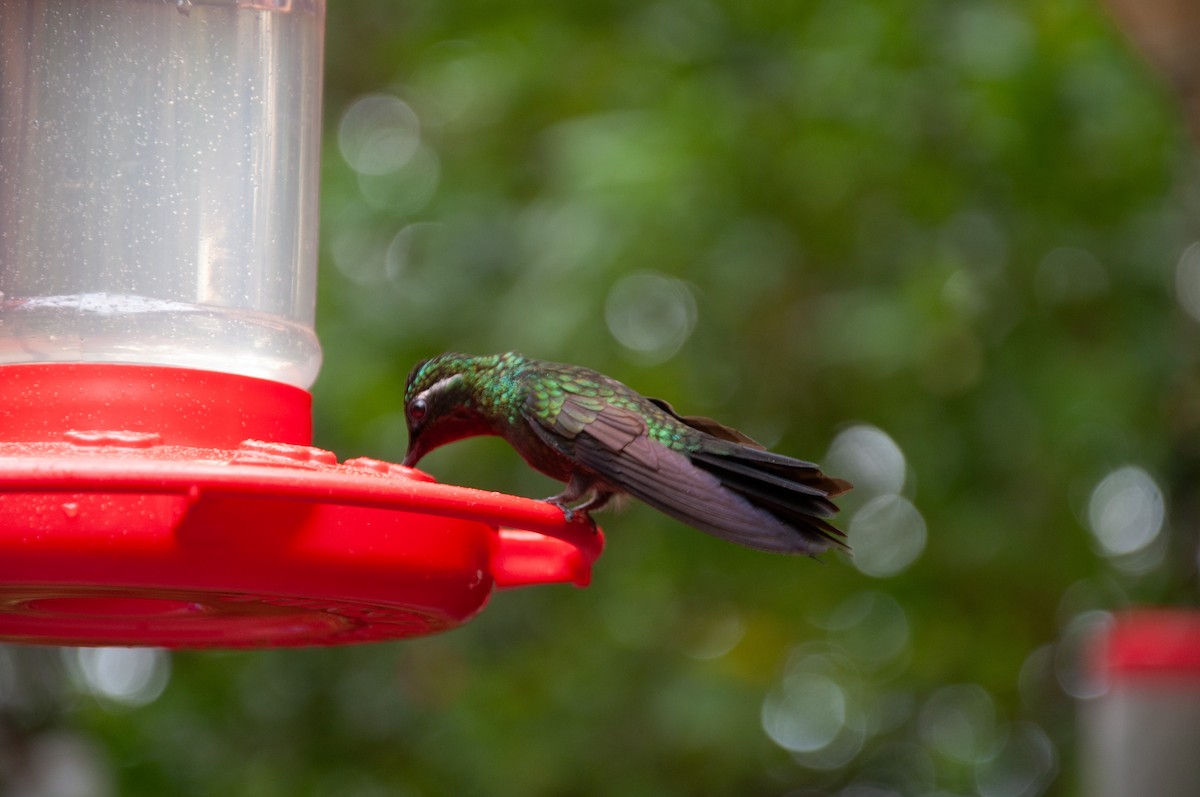Purple-throated Mountain-gem - ML647000652