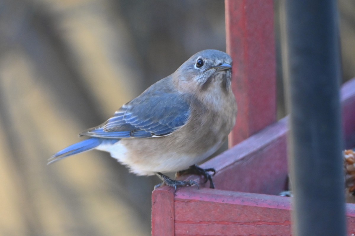 ルリツグミ - ML647000653