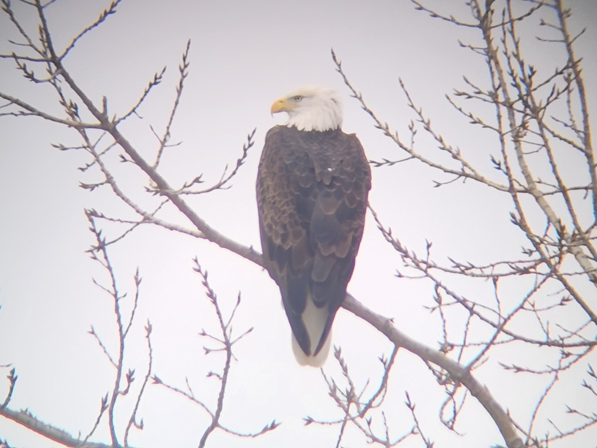 Bald Eagle - ML647000658