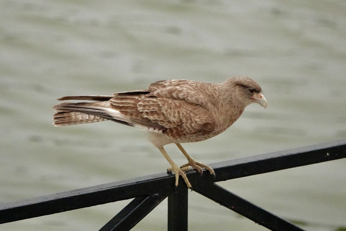 Chimango Caracara - ML647000660